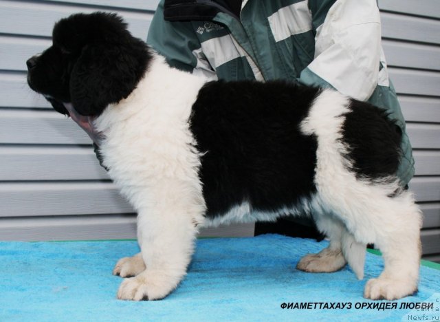 Фото: ньюфаундленд Фиаметтахауз  Орхидея Любви