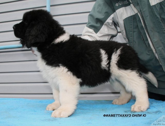 Фото: ньюфаундленд Фиаметтахауз  Онли  Ю