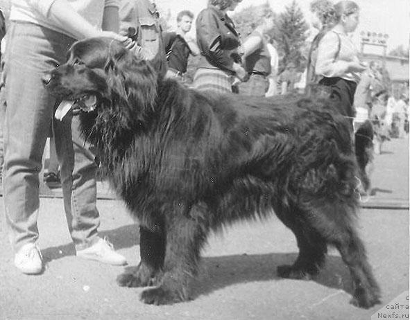Фото: ньюфаундленд Юста Багжи
