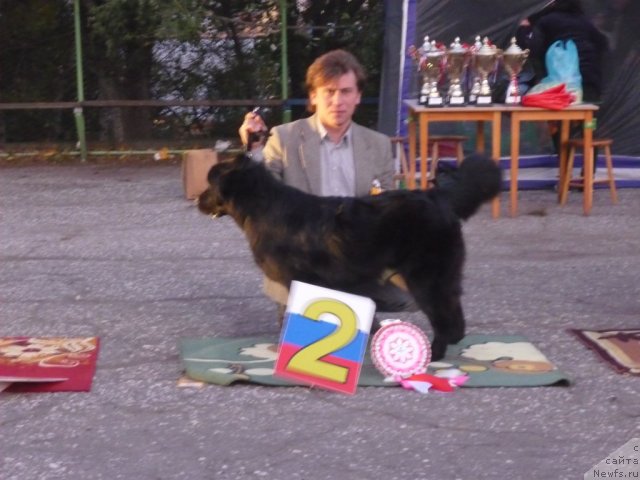 Фото: ньюфаундленд Несси Блэк с  Лесной Заимки