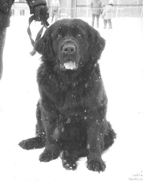 Фото: ньюфаундленд Иоланта Багжи оф Лайф Сейвер