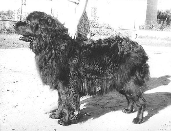 Фото: ньюфаундленд Шерри Моллорд оф Лайф Сейвер