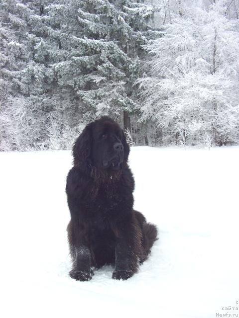 Фото: ньюфаундленд Лесная Сказка Лунная Соната