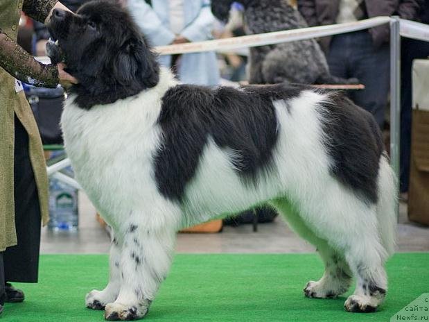 Фото: ньюфаундленд The Waves Sons Excellent Friends