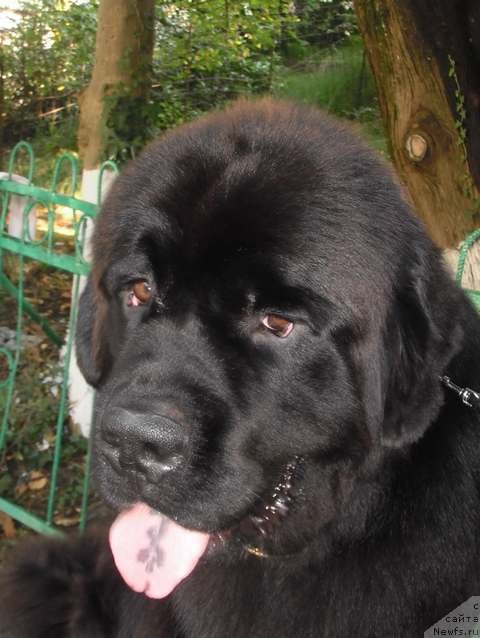 Фото: ньюфаундленд Спасатель с Берега Дона (Spasatel' s Berega Dona)