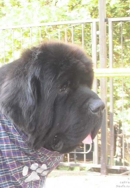 Фото: ньюфаундленд Mississippi-Missouri Goodie Midnight Lady