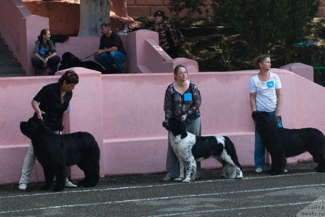 Фото: ньюфаундленд Акватория Келвин Оут оф зе Блю (Aquatoriya Kelvin Out of The Blue), ньюфаундленд Сент Джонс Фаберже Коллекшен (Sent Djons Faberge Collection), ньюфаундленд Славянка с Берега Дона (Slavjanka s Berega Dona)