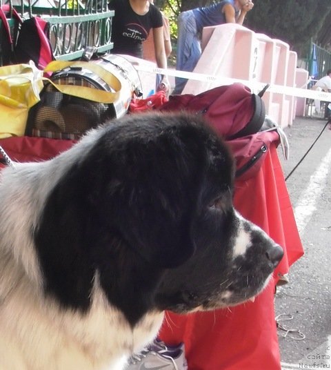 Фото: ньюфаундленд Сент Джонс Фаберже Коллекшен (Sent Djons Faberge Collection)