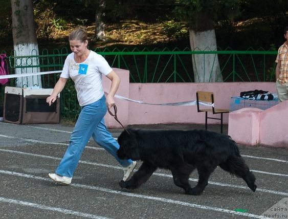 Фото: ньюфаундленд Славянка с Берега Дона (Slavjanka s Berega Dona)
