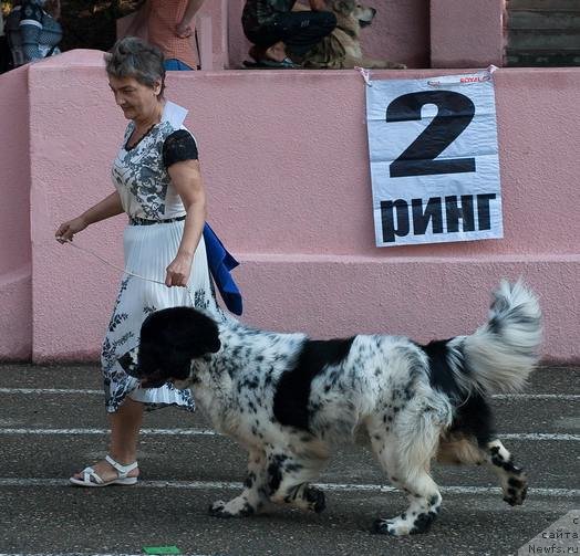 Фото: ньюфаундленд Даанич Яблоки на Снегу