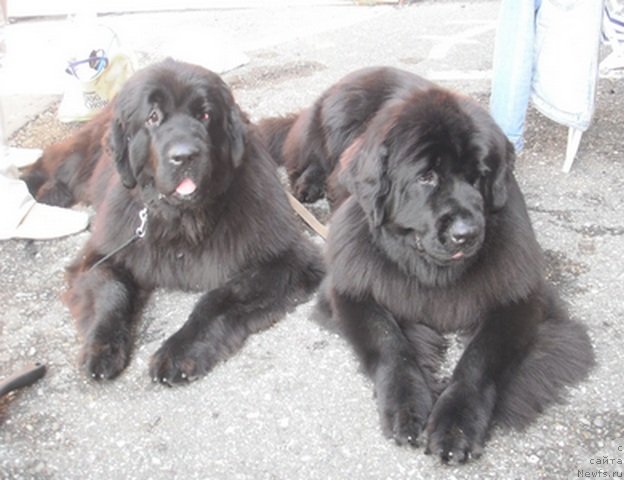 Фото: ньюфаундленд Акватория Келвин Оут оф зе Блю (Aquatoriya Kelvin Out of The Blue), ньюфаундленд Акватория Келвин Инспирит Лайф (Aquatoriya Kelvin Inspirit Life)