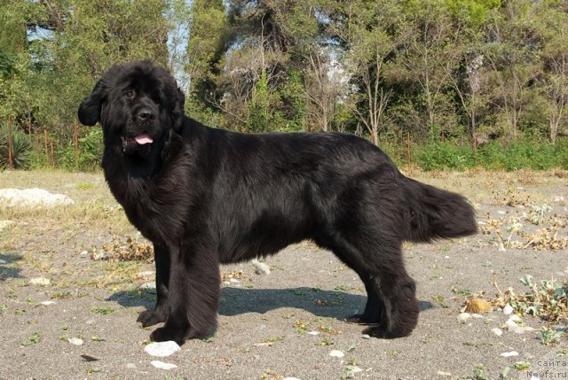 Фото: ньюфаундленд Акватория Келвин Инспирит Лайф (Aquatoriya Kelvin Inspirit Life)