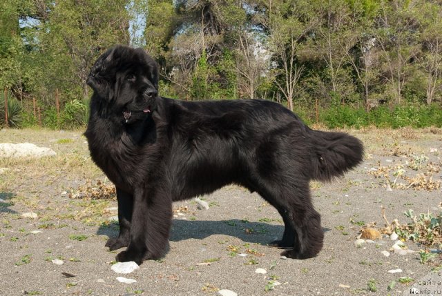 Фото: ньюфаундленд Акватория Келвин Инспирит Лайф (Aquatoriya Kelvin Inspirit Life)