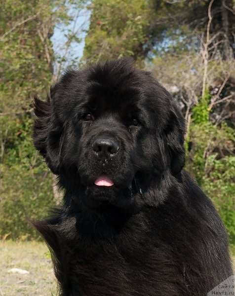 Фото: ньюфаундленд Акватория Келвин Инспирит Лайф (Aquatoriya Kelvin Inspirit Life)