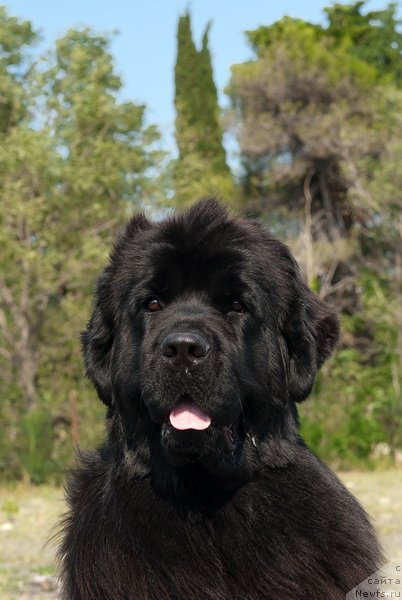 Фото: ньюфаундленд Акватория Келвин Инспирит Лайф (Aquatoriya Kelvin Inspirit Life)