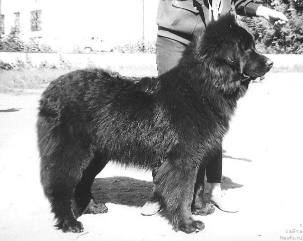 Фото: ньюфаундленд Висара Леро