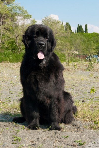 Фото: ньюфаундленд Акватория Келвин Оут оф зе Блю (Aquatoriya Kelvin Out of The Blue)