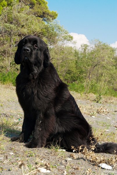 Фото: ньюфаундленд Акватория Келвин Оут оф зе Блю (Aquatoriya Kelvin Out of The Blue)