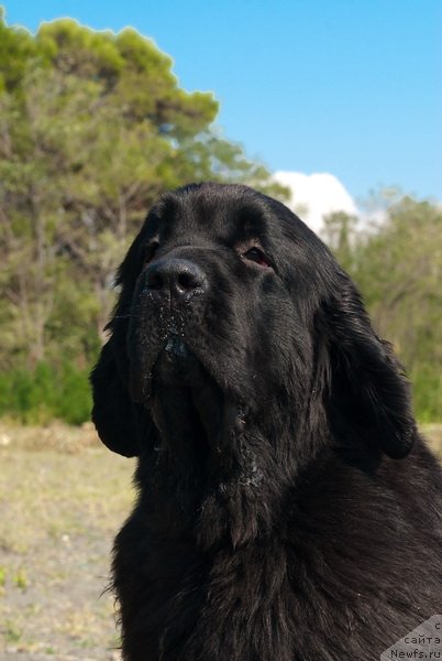 Фото: ньюфаундленд Акватория Келвин Оут оф зе Блю (Aquatoriya Kelvin Out of The Blue)