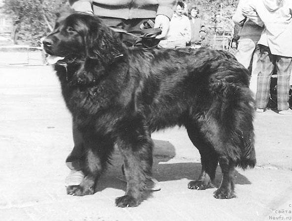 Фото: ньюфаундленд Тери Банесс Угр