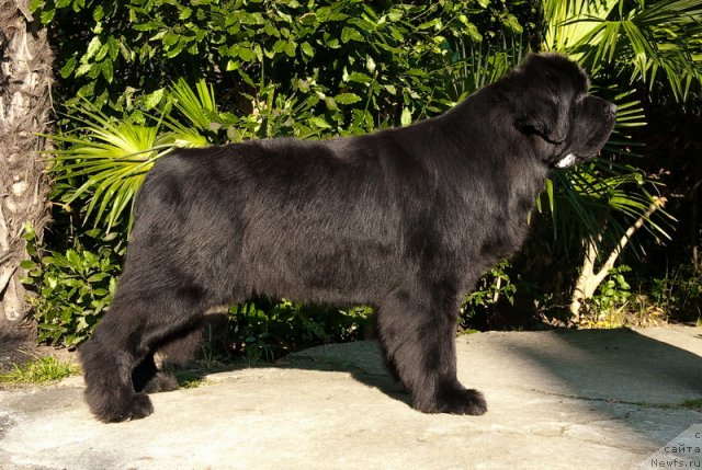 Фото: ньюфаундленд Mississippi-Missouri Goodie Midnight Lady