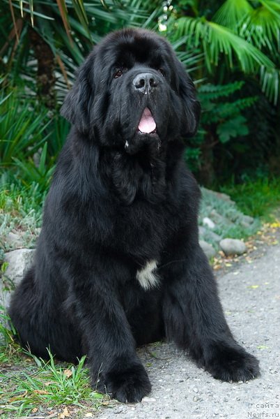 Фото: ньюфаундленд Mississippi-Missouri Goodie Midnight Lady