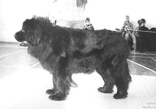 Фото: ньюфаундленд Рэчел Виктери оф Лайф Сейвер