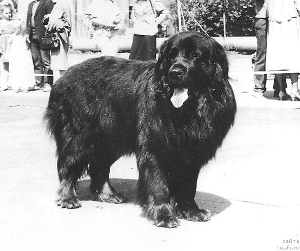 Фото: ньюфаундленд Ост Моллидэн