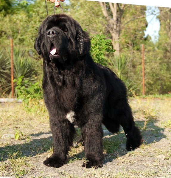 Фото: ньюфаундленд Mississippi-Missouri Goodie Midnight Lady