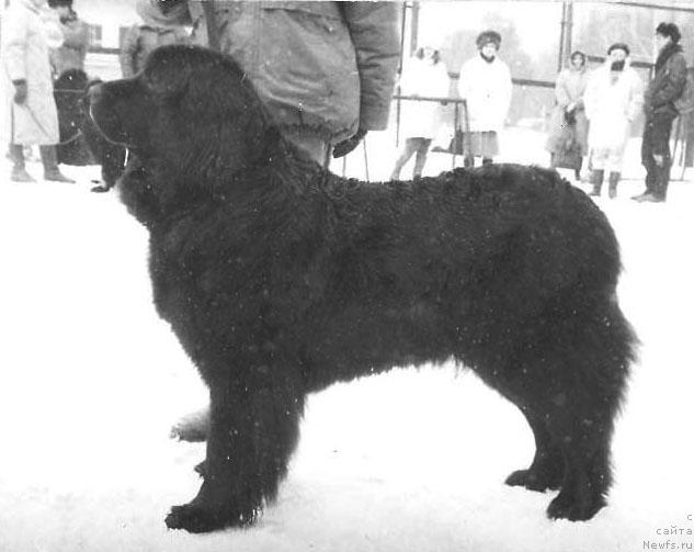 Фото: ньюфаундленд Пеппи Химби