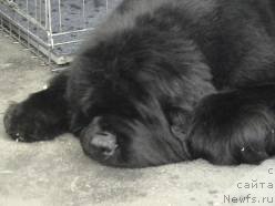 Фотография № 78449