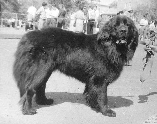 Фото: ньюфаундленд Техас Пенни оф Лайф Сейвер