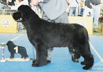 Фото: ньюфаундленд Midnight Lady's Piece of my Heart