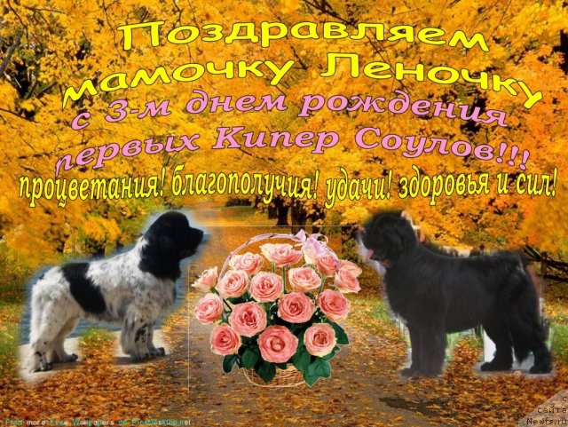 Фотография № 78454