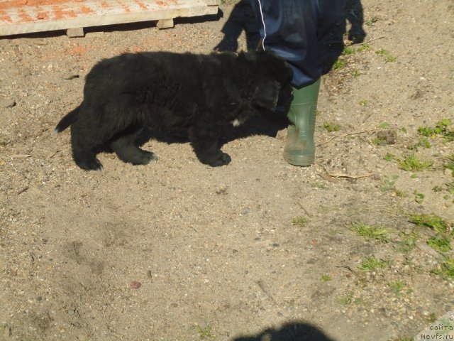 Фотография № 78455