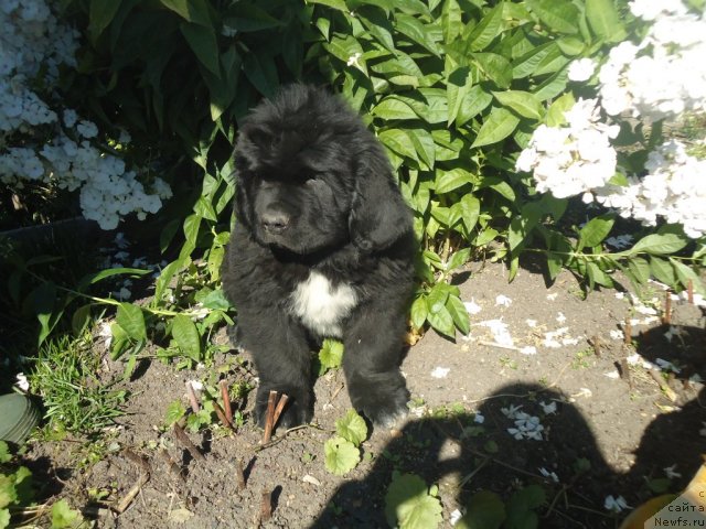 Фотография № 78456