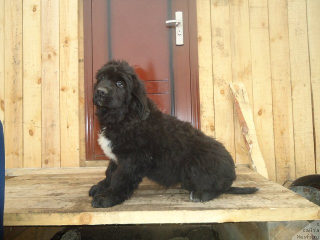 Фотография № 78457