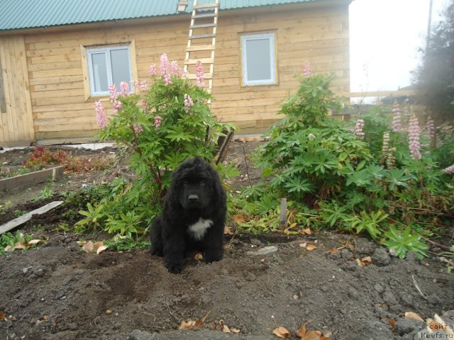 Фотография № 78458