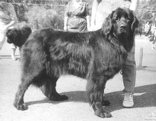 Фото: ньюфаундленд Тейла Пенни оф Лайф Сейвер