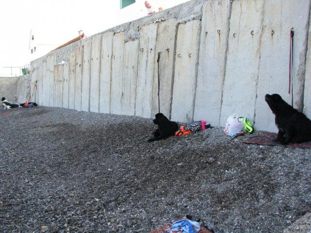 Фотография № 78461