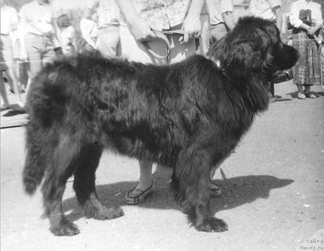 Фото: ньюфаундленд Теодора Пенни оф Лайф Сейвер