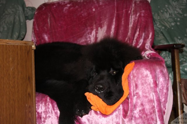 Фото: ньюфаундленд Бегущая по Волнам Зеро Коол