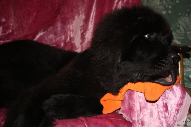 Фото: ньюфаундленд Бегущая по Волнам Зеро Коол