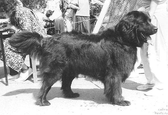 Фото: ньюфаундленд Панна Джекки Амар