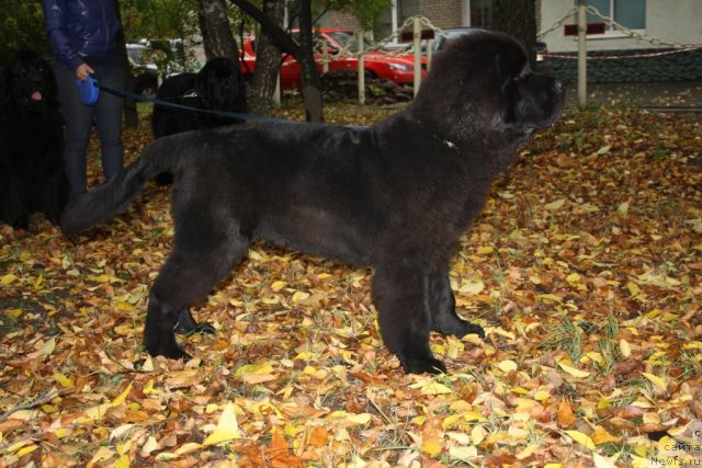 Фото: ньюфаундленд Бегущая по Волнам Зеро Коол