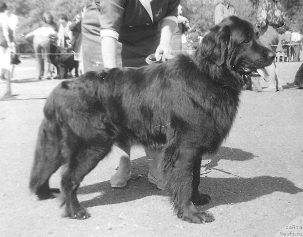 Фото: ньюфаундленд Ювента Сейвер