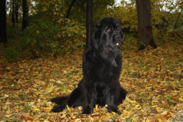 Фото: ньюфаундленд Fortuna of Giant's Island