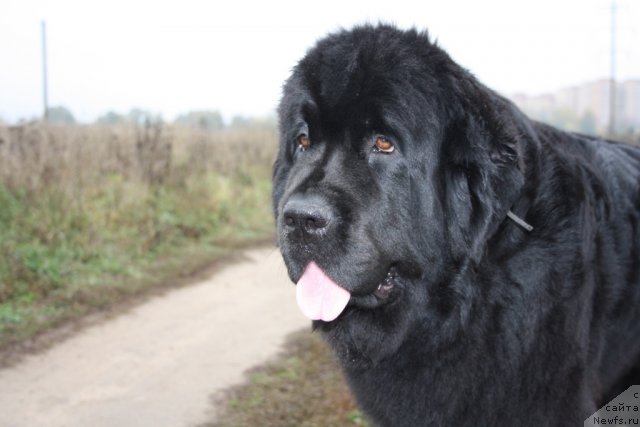 Фотография № 78496