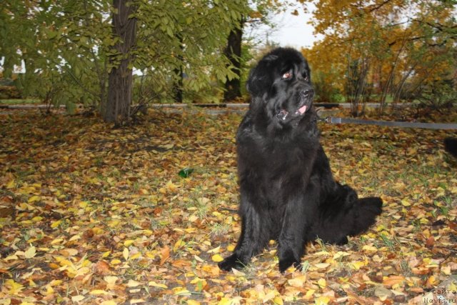 Фотография № 78499