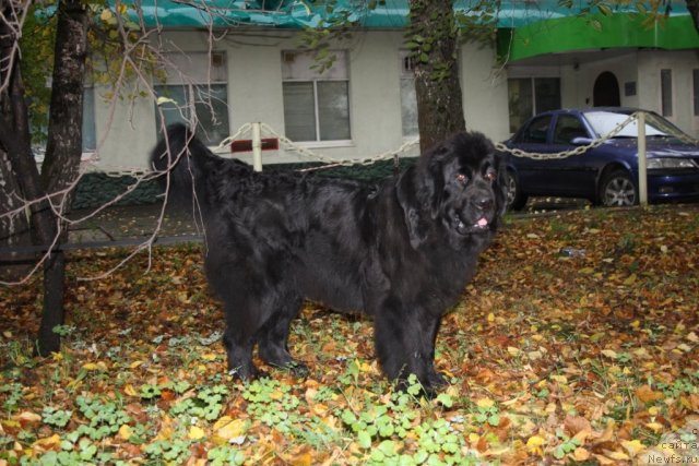 Фото: ньюфаундленд Глория Гранд Блек
